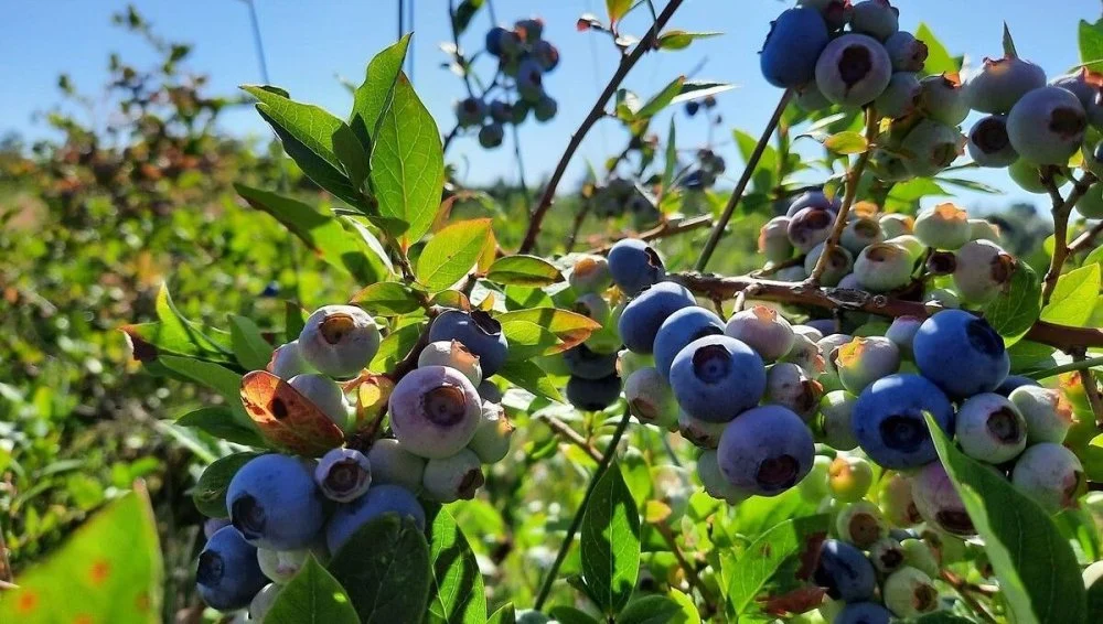 Fruits rouges : le Maroc mise sur le nord pour relancer sa saison des myrtilles