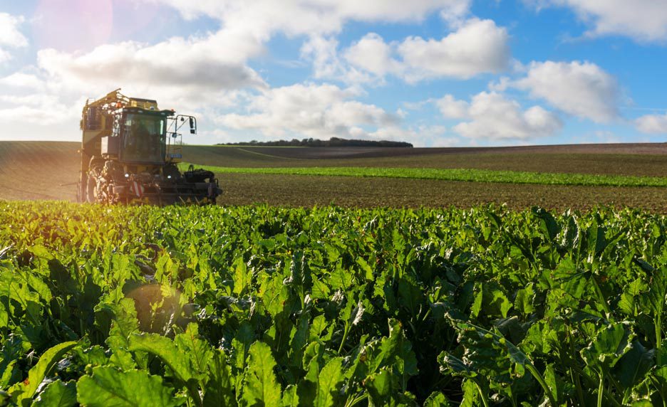 Bassin de la Moulouya: Les récentes précipitations renforcent les perspectives de la filière sucrière