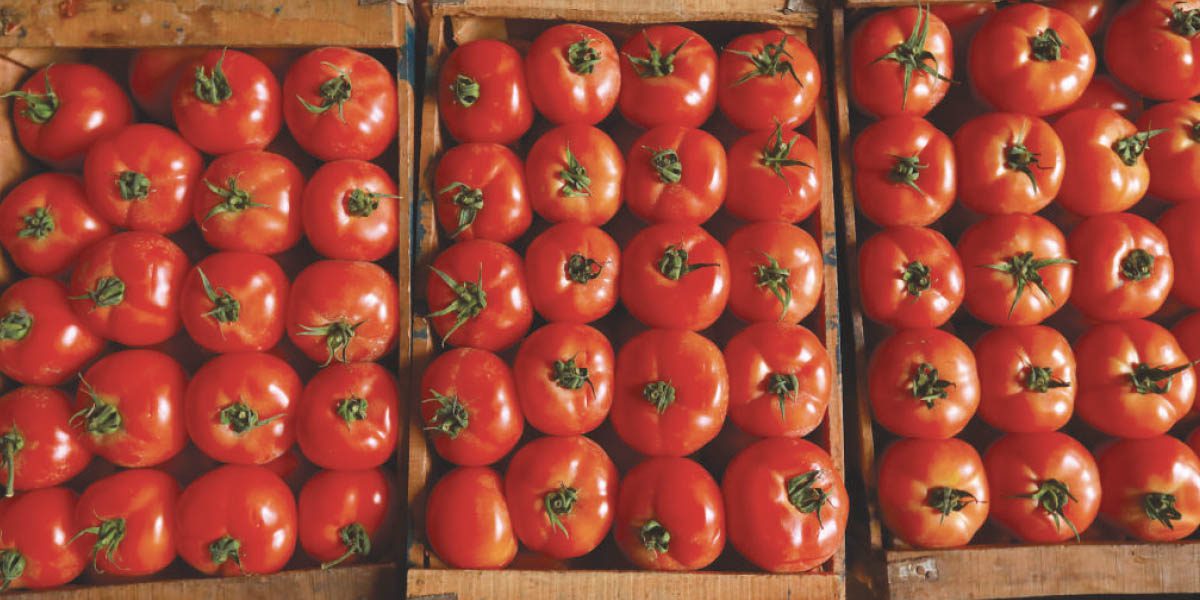 Tomate : un positionnement compétitif à l’international