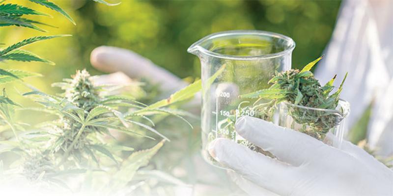 CBD marocain : vers une intégration encadrée et sécurisée