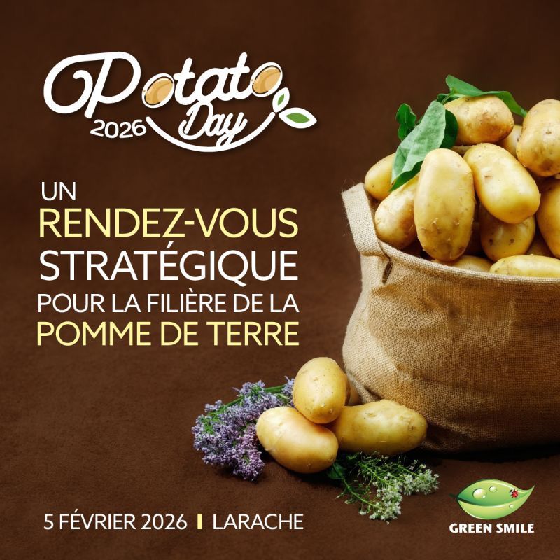 Potato Day : Siham Zahidi met en avant le rôle stratégique de la filière pomme de terre au Maroc