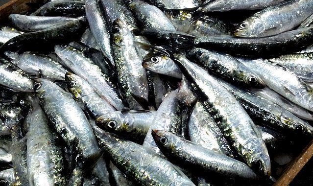 Prix de la sardine : une inquiétude persistante à l’approche du Ramadan