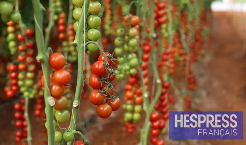 Production de tomates : Le Maroc devance l’Espagne en productivité en 2024