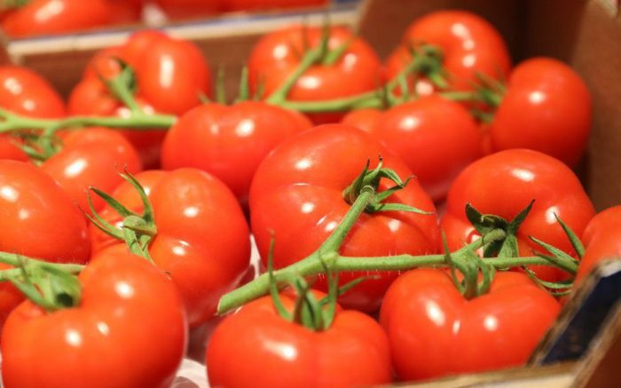 Tomate fraîche : le Maroc s’impose durablement parmi les piliers du marché britannique