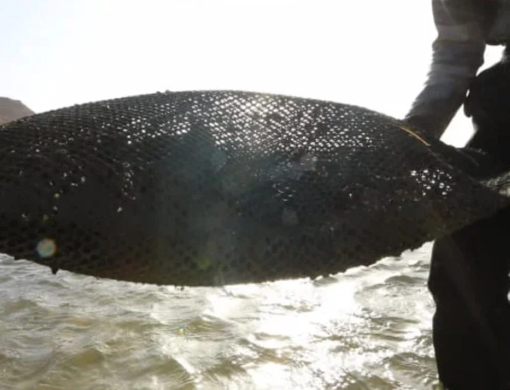 Aquaculture : Le Maroc s’inspire de l’Italie pour renforcer sa filière mytilicole