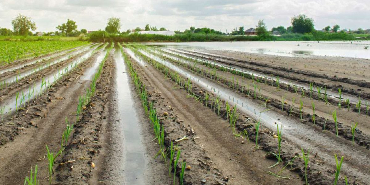 l&rsquo;ORMVAG intensifie ses interventions pour soutenir les agriculteurs