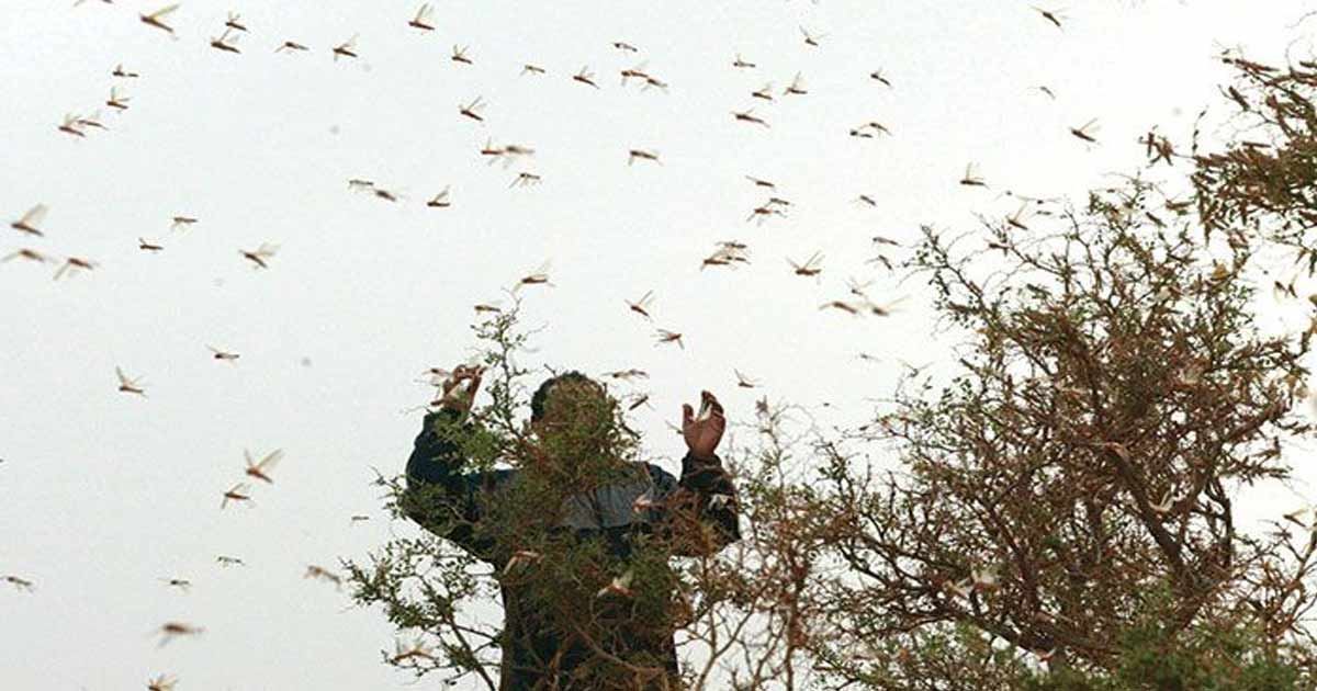 Tan, risque de reproduction accélérée dans le Sud , H24info
