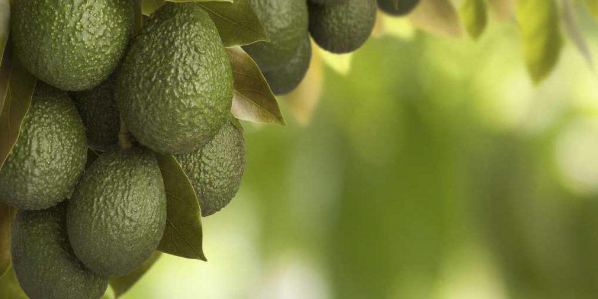 Agriculture : le Maroc premier exportateur africain d’avocats en 2025