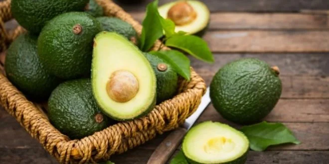 Culture d’avocats: le Maroc domine les exportations en Afrique