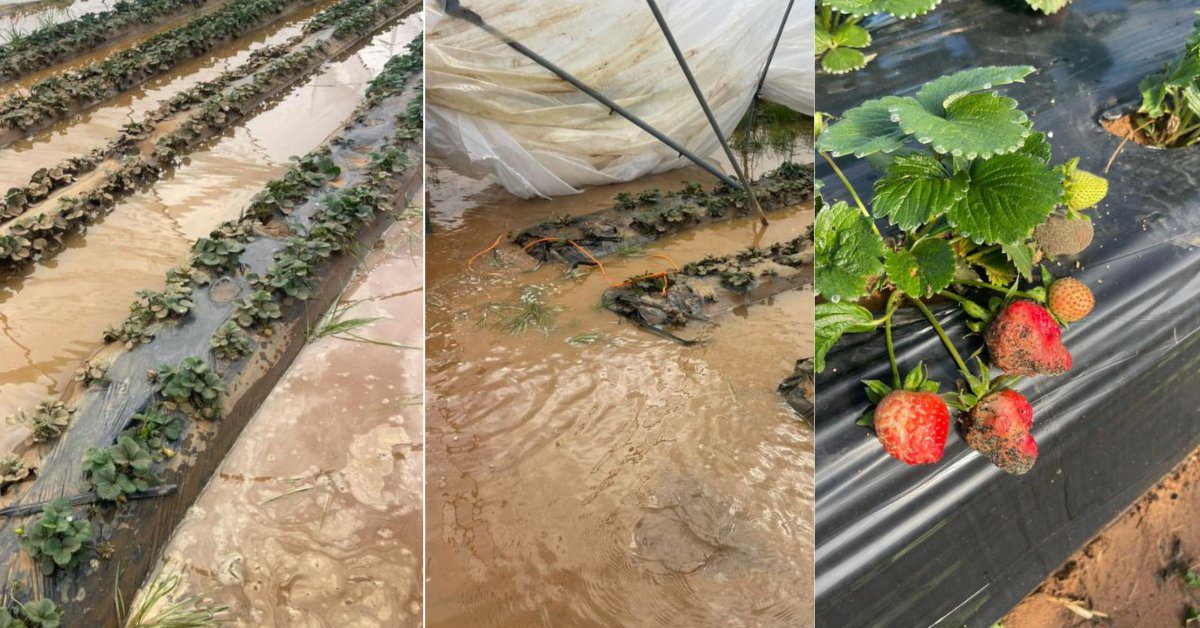 Inondations au Maroc: les producteurs de fruits rouges durement touchés