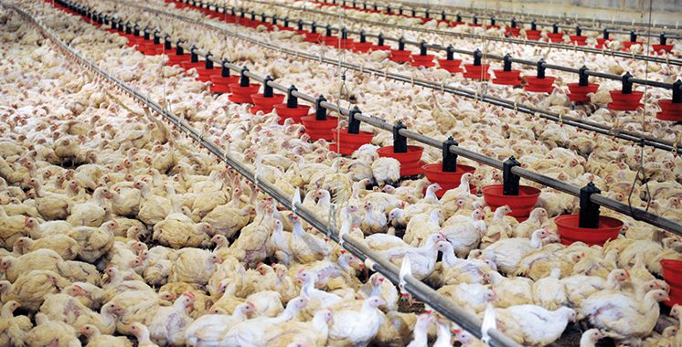 Filière avicole : La FISA alerte sur des déséquilibres majeurs du marché