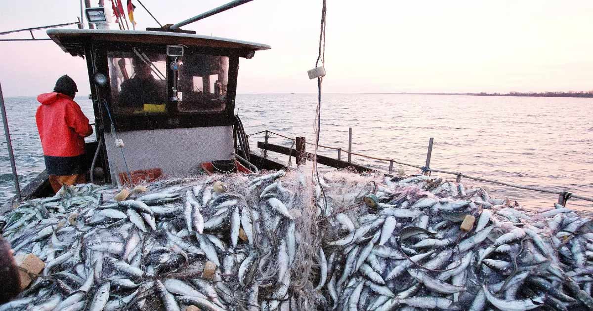 Sardines marocaines: une licence désormais obligatoire pour exporter
