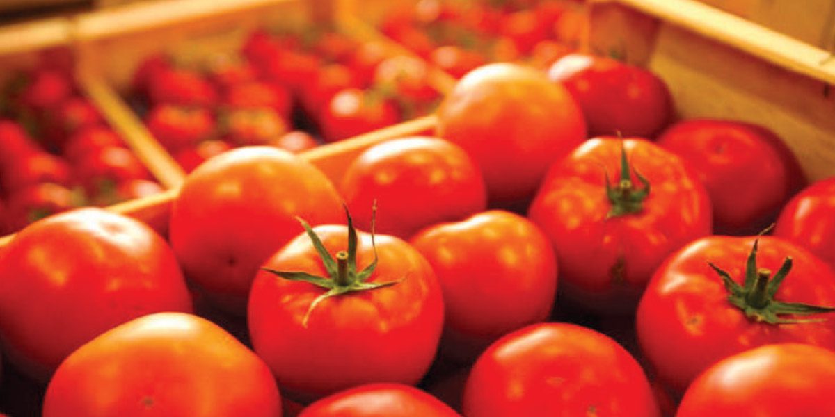 Tomates marocaines : les importateurs européens plus souples