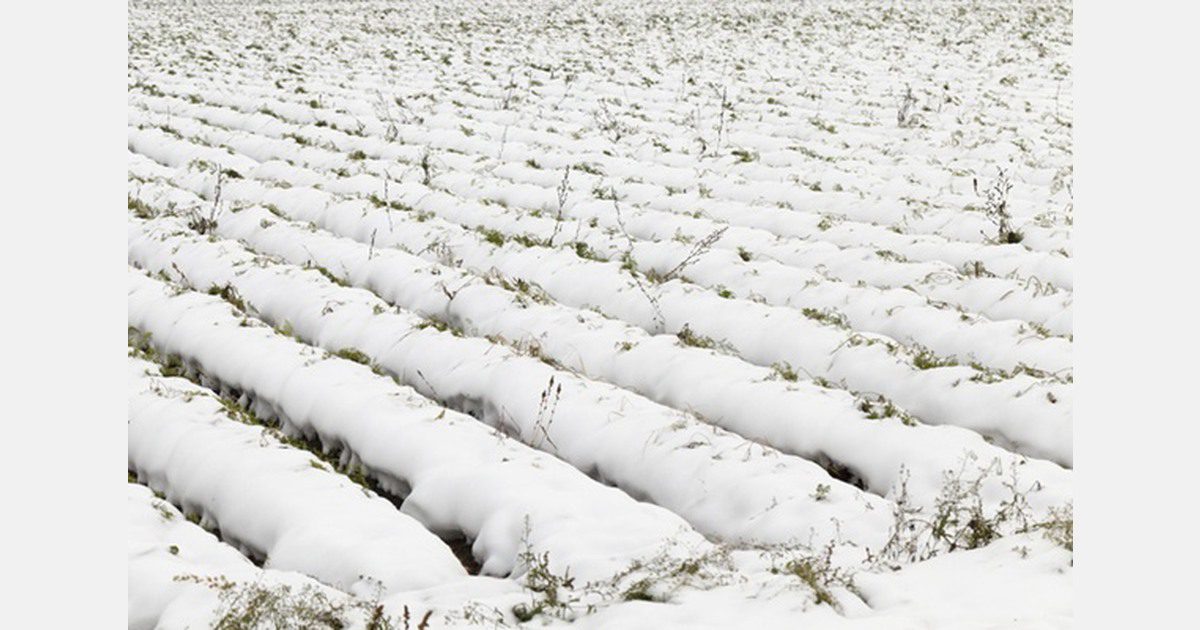 Vent violent, neige et fortes pluies attendus dans plusieurs régions agricoles du Maroc