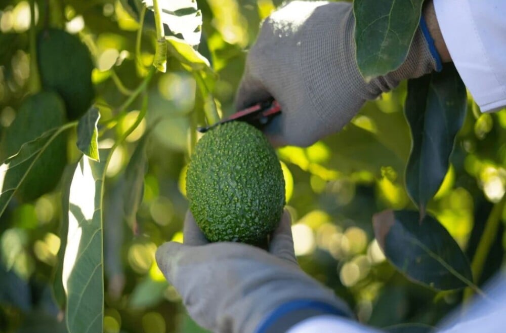 Le Maroc détrône le Kenya et devient premier exportateur africain d’avocats en 2025