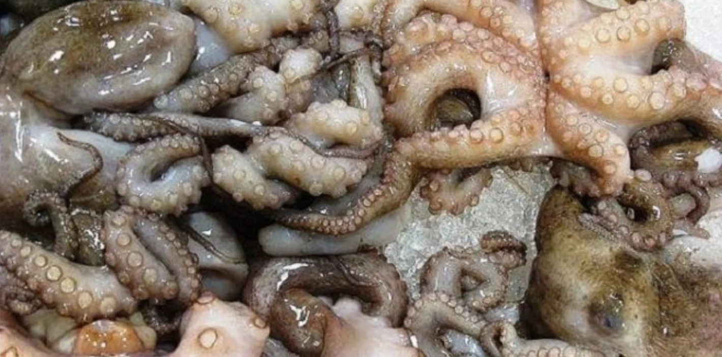 Pêche du poulpe : le Maroc mise sur les pots en terre cuite pour une pratique plus durable