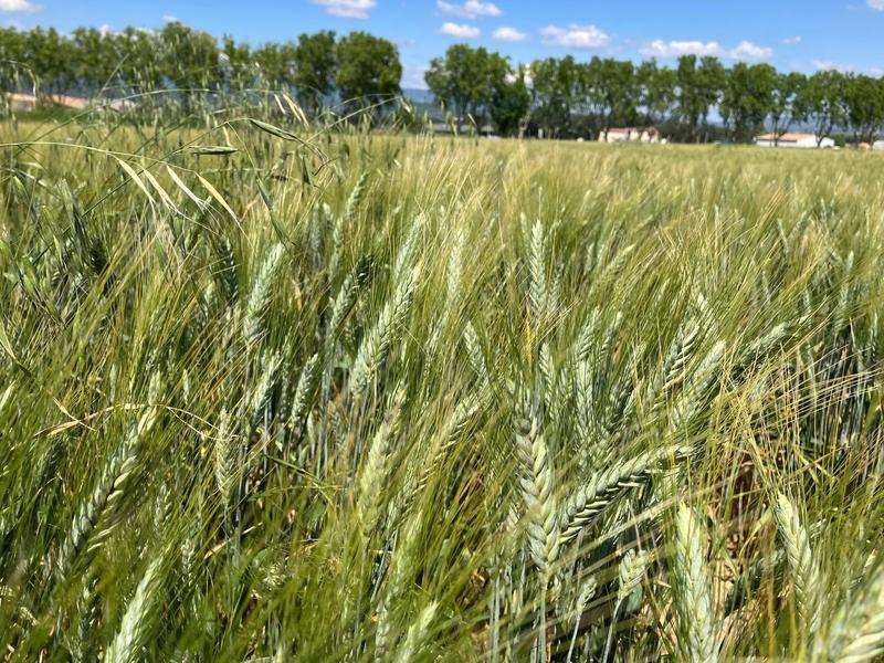 Blé dur : l’abondance mondiale pèse sur les prix